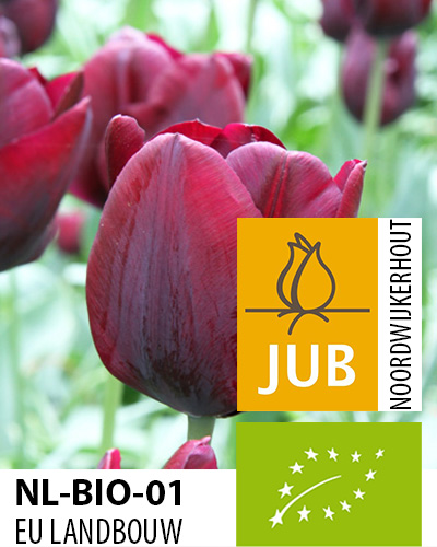 TULIPÁN BIO CIBULOVINY Ronaldo 11/12, 100 ks